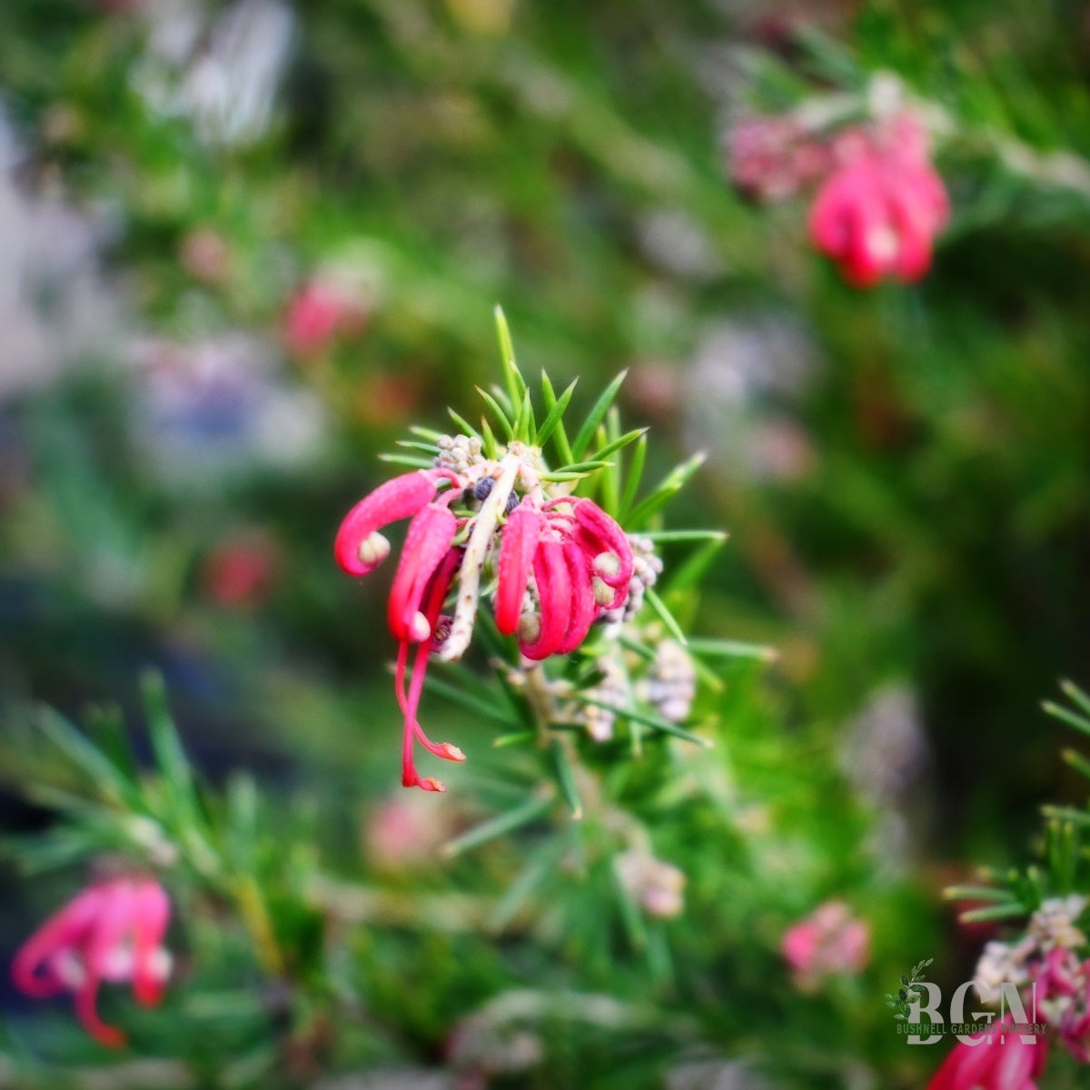 Grevillea rosmarinifolia 'Scarlet Sprite' – Rosemary Grevillea