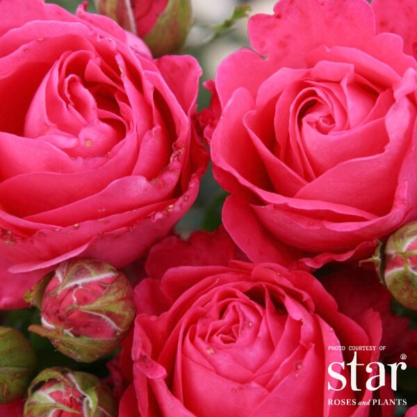 RS HYB Eleganza® Fiji™ Rose | Bushnell Gardens Nursery