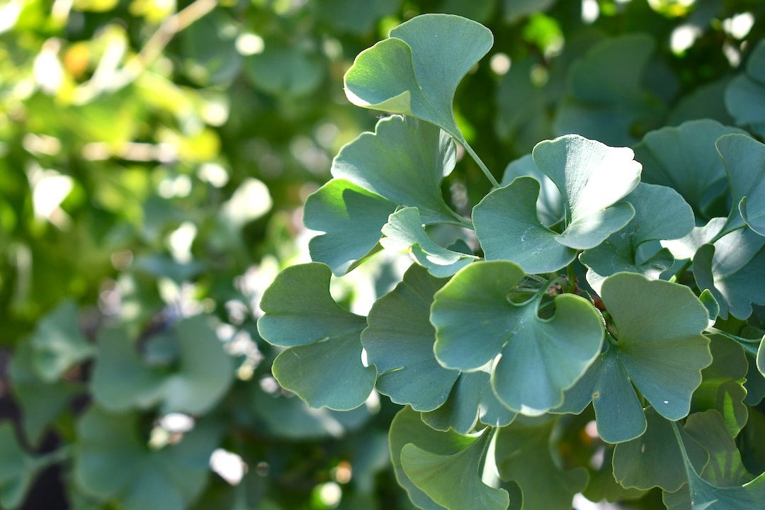 Ginkgo biloba 'Spring Grove' #65  Upright Ginkgo with Dense Foliage and  Stunning Fall Color | Bushnell Gardens Nursery
