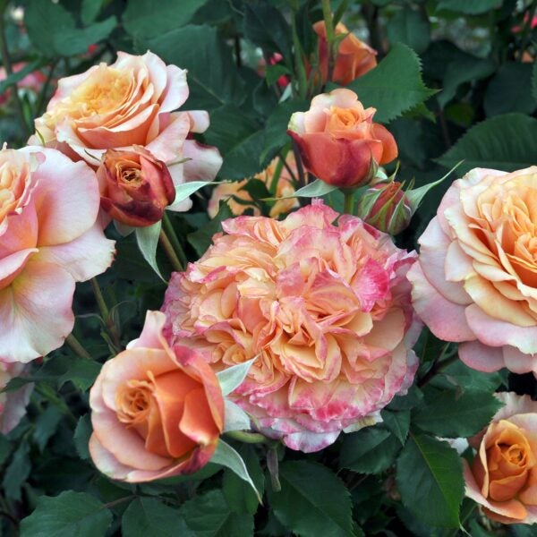 ♡Rose rose♡ Crazy Love™ Rose #5squat | Sunbelt® Grandiflora Rose with Sunset