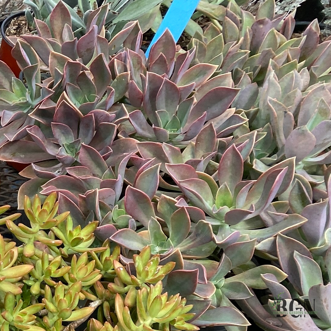 SUC Graptoveria 'Fred Ives'#2