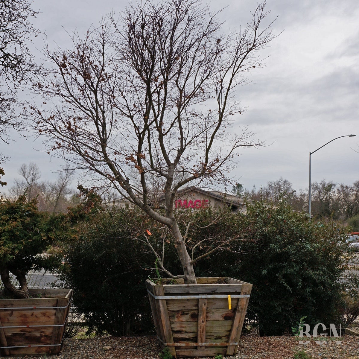 Acer palmatum 'Pixie' – Compact Bright Red Japanese Maple