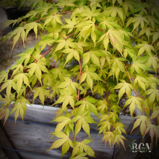 Japanese Maples in Granite Bay | Bushnell Gardens Nursery