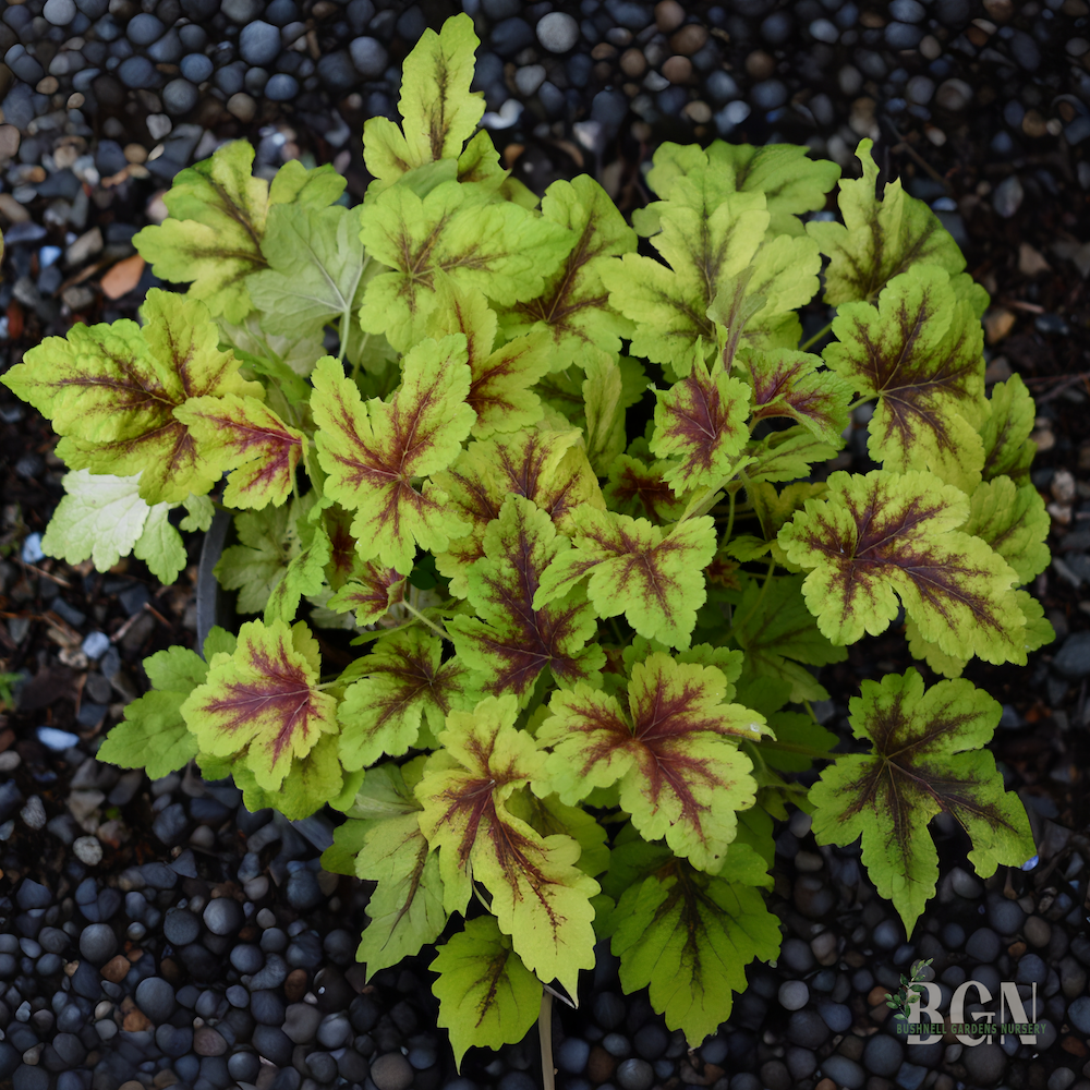 Heuchera 'Golden Zebra' #3 | Vibrant Shade Garden Accent