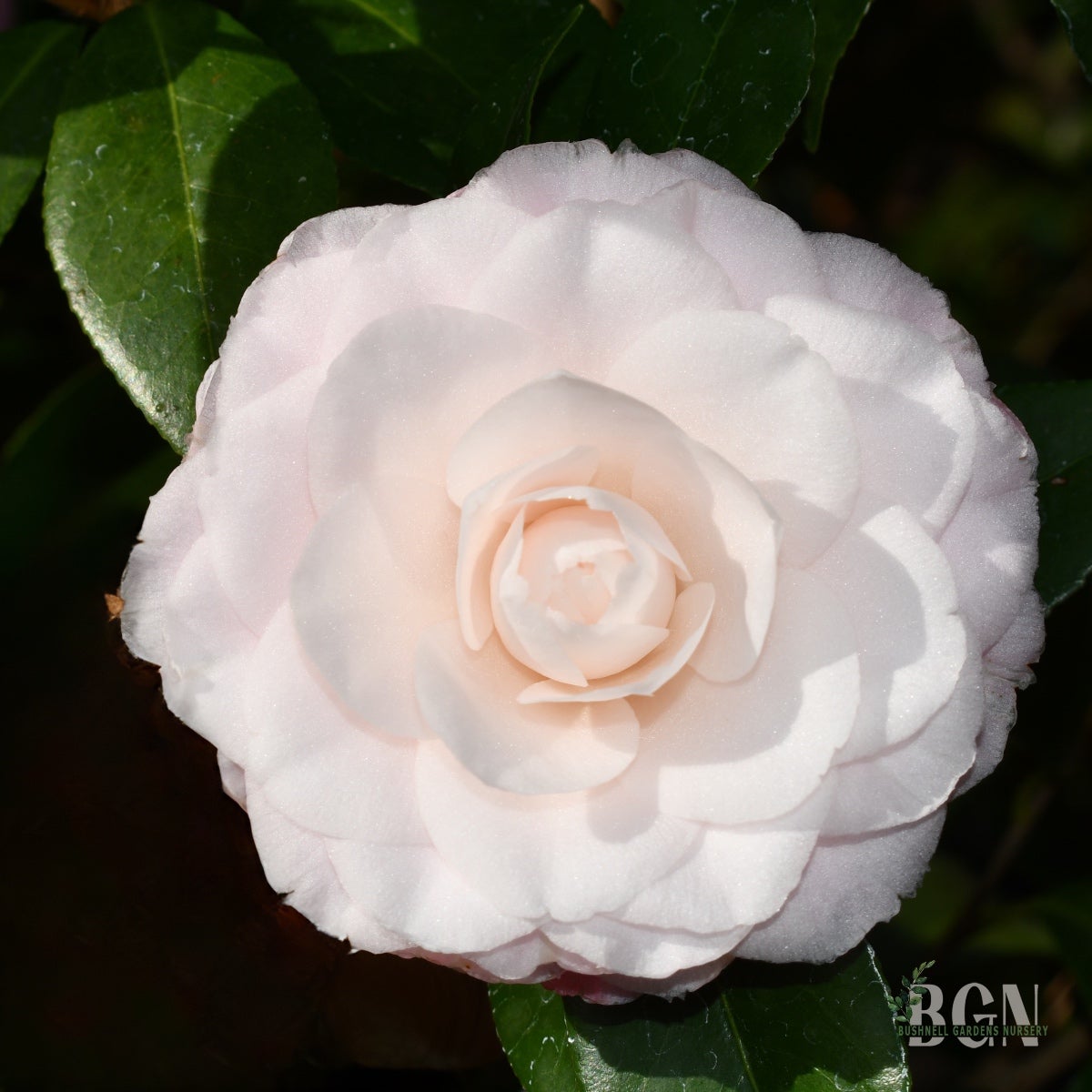 Camellia japonica 'Nuccio's Pearl' – Pink Japonica Camellia