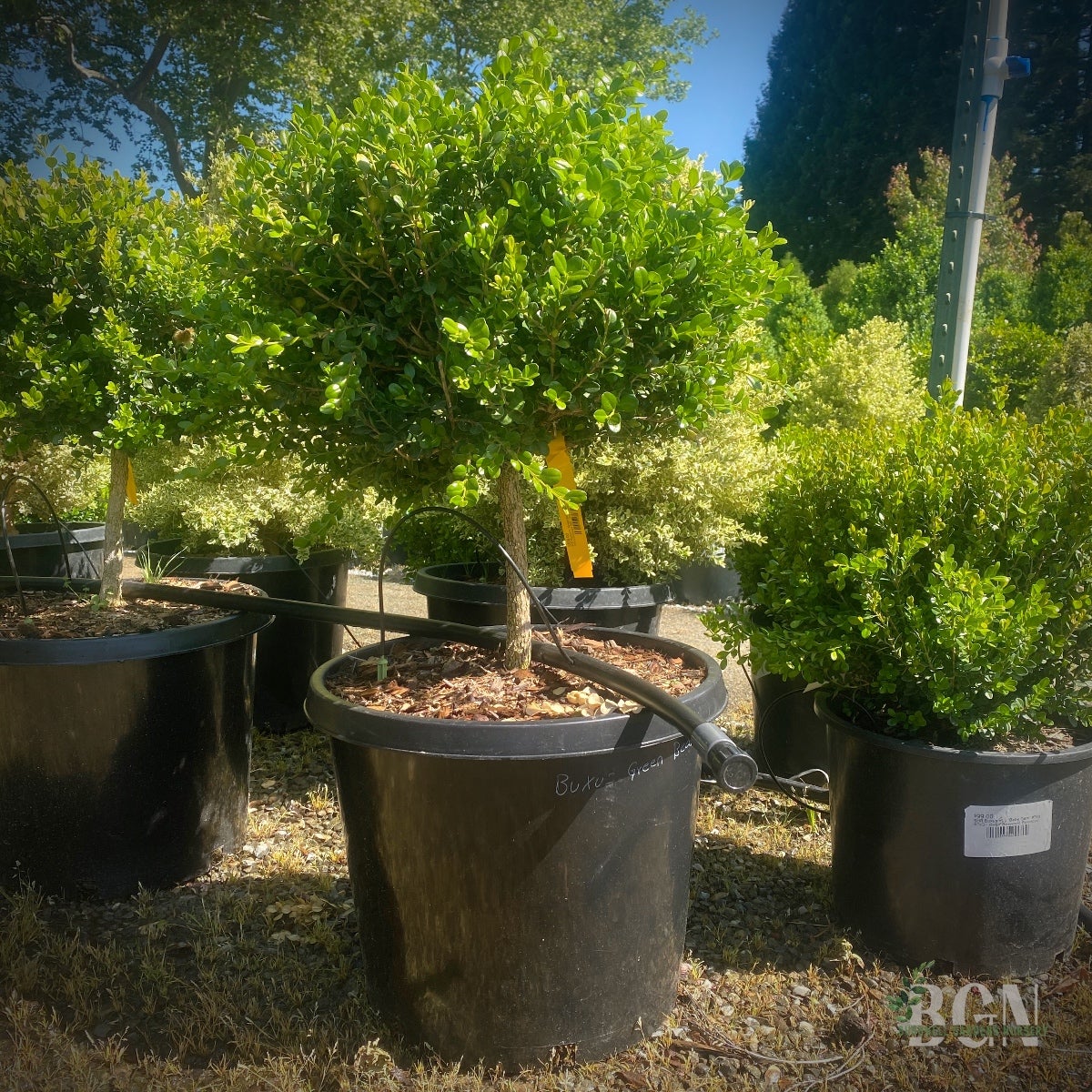 thank you rose plant Transplant Australia Thank You Rose – Swiss Rose Garden Nursery