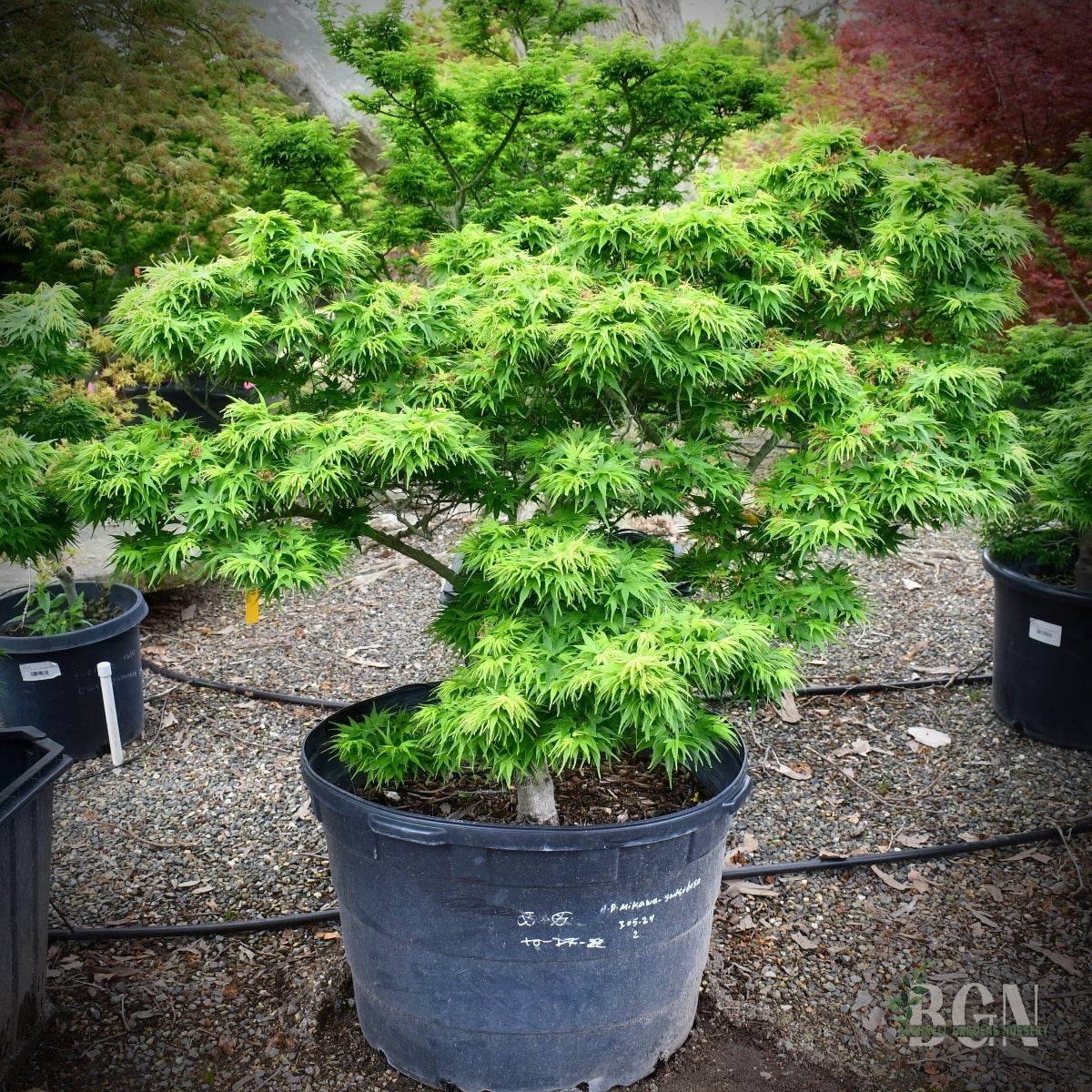JAPANESE MAPLES | Bushnell Gardens Nursery