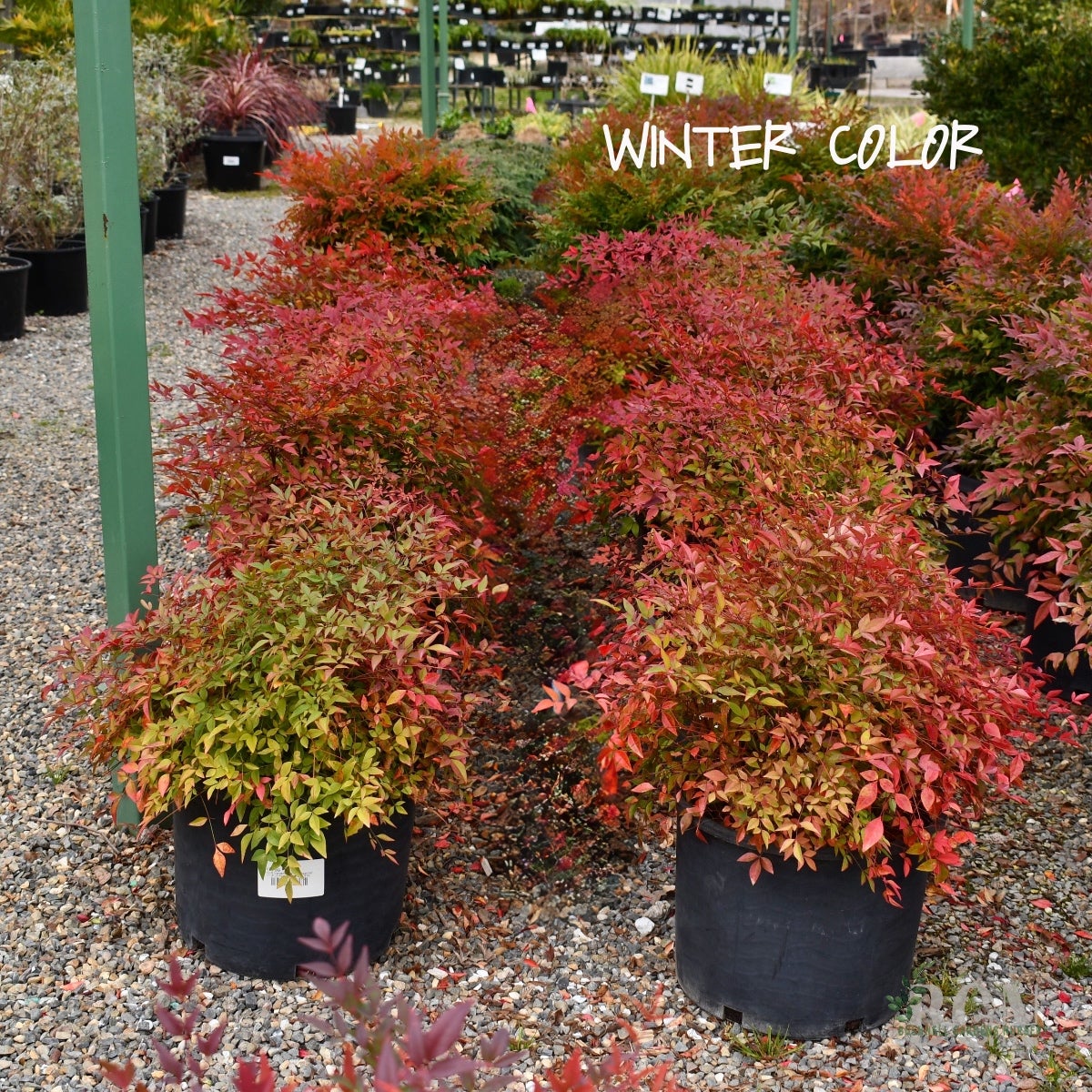 Nandina domestica 'Plum Passion' – Purple Foliage Heavenly Bamboo