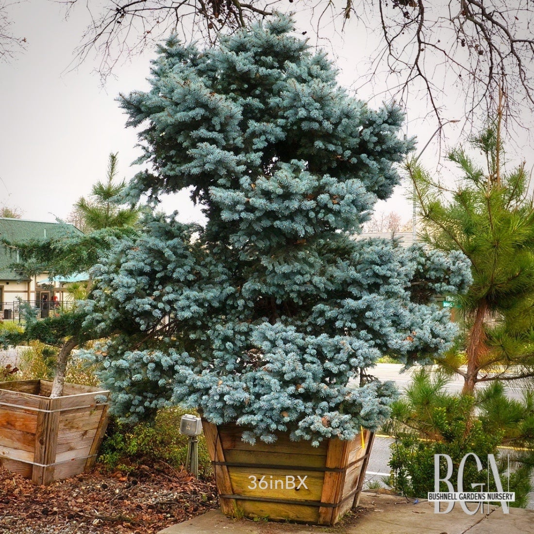 Picea pungens 'Egyptian Pyramid' – Blue Pyramidal Colorado Spruce