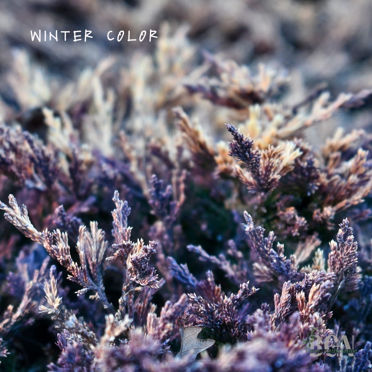 Juniperus horizontalis 'Mother Lode' #20sq – Brilliant Gold