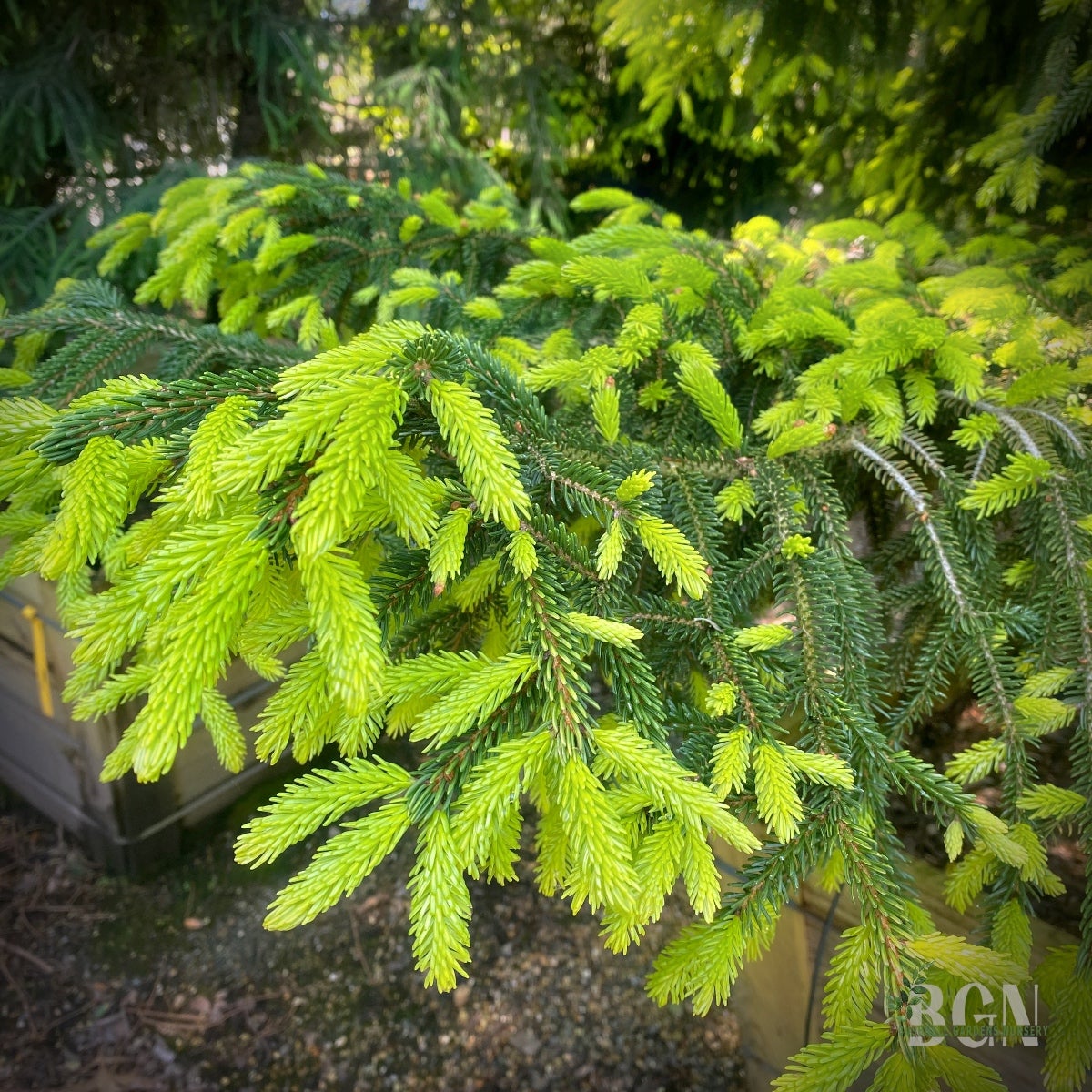 Picea orientalis 'Skylands' 36inBX – Golden Oriental Spruce for