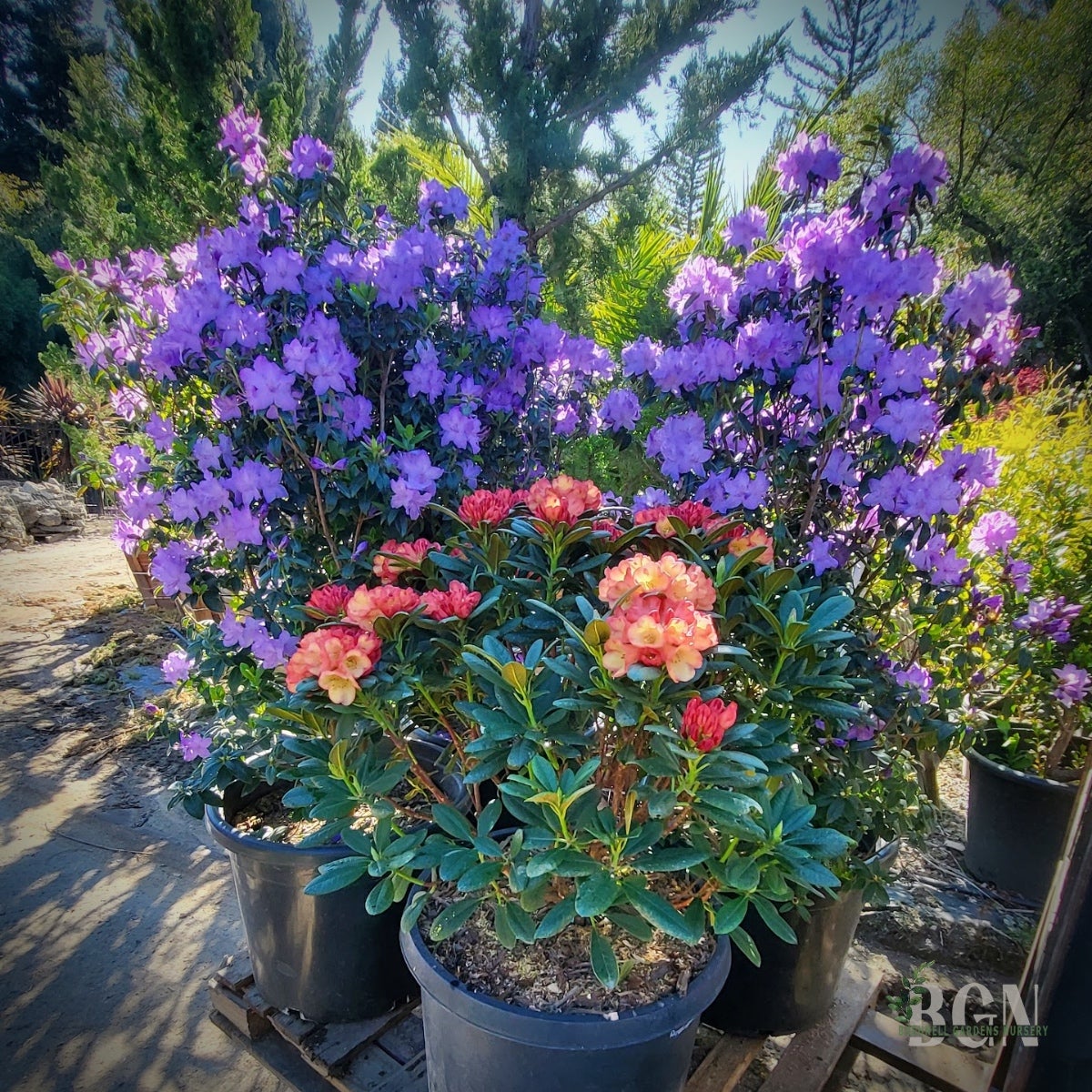 Rhododendron X 'Blue Baron' Rhododendron Evergreen Bluish Purple Flowers 3 Size Container