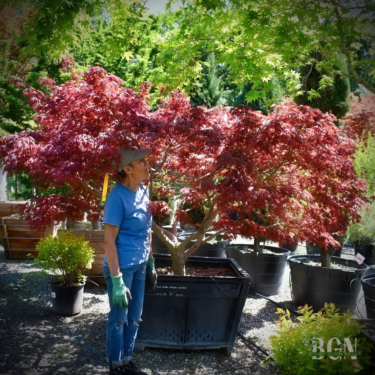 センペルビウム　Oregon Sky Acer palmatum 'Oregon Sunset' – Compact Red Japanese Maple