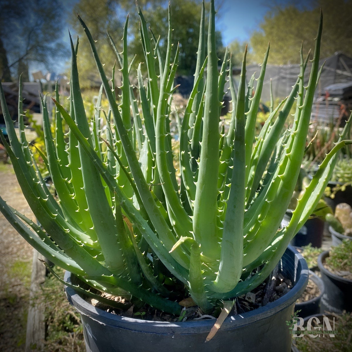 SUC Aloe humilis 'Hedgehog' | Bushnell Gardens Nursery