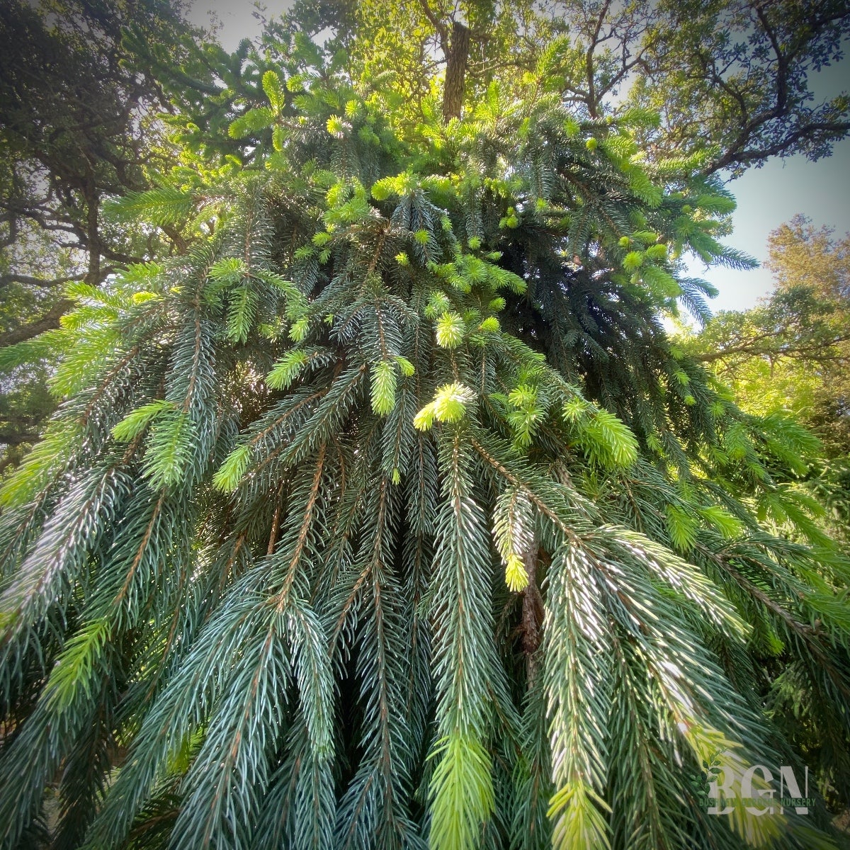 Picea abies 'Frohburg' 36inBX – Weeping Norway Spruce for
