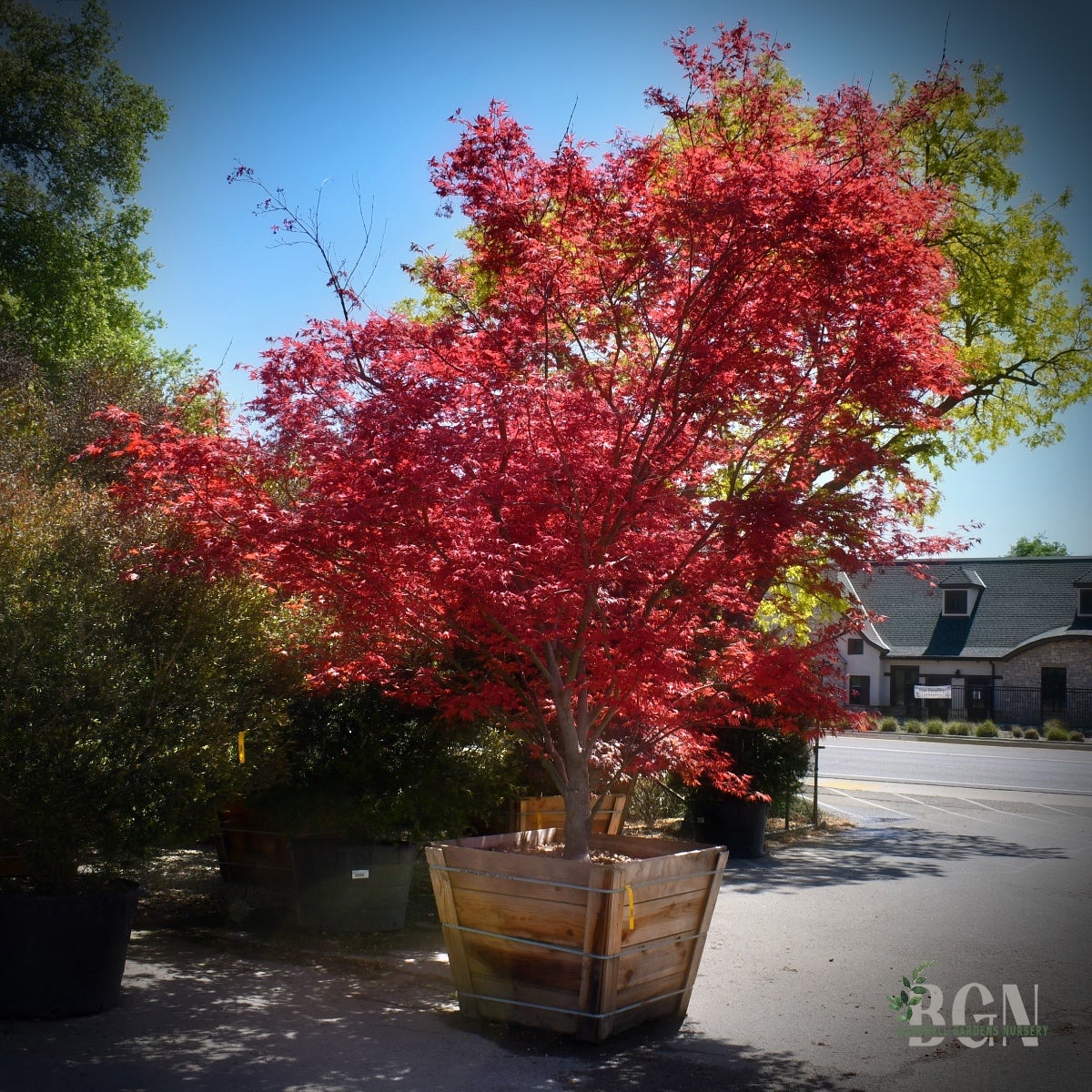 Acer palmatum 'Hubbs Red Willow' – Narrow Red Japanese Maple