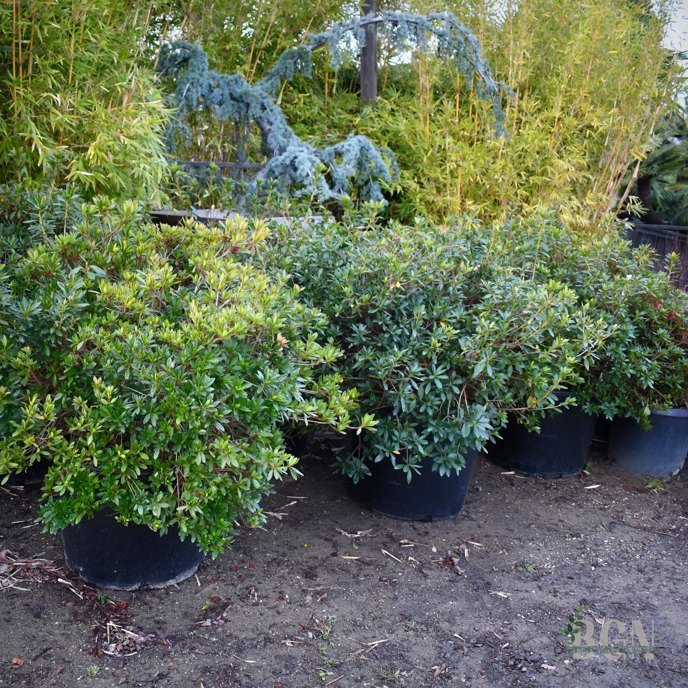 Azalea indica 'Formosa' – Purple Evergreen Azalea | Bushnell