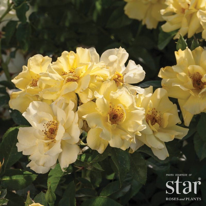Lemon Drift® Rose #5squat | Low-Growing Yellow Groundcover Rose