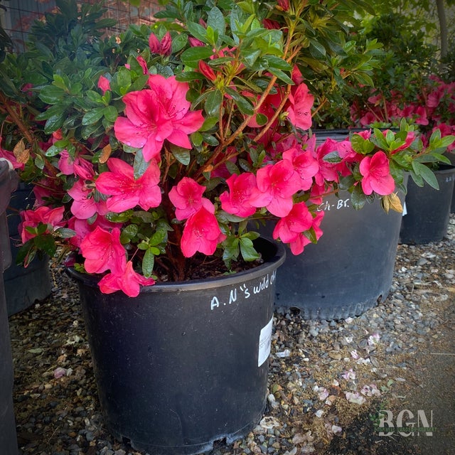 Azalea 'Nuccio's Wild Cherry' #7 – Satsuki Azalea with Showy