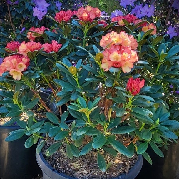 旬 Landscapes SYUN-006 Rhododendron 'Seaview Sunset' – Evergreen Rhododendron | Bushnell