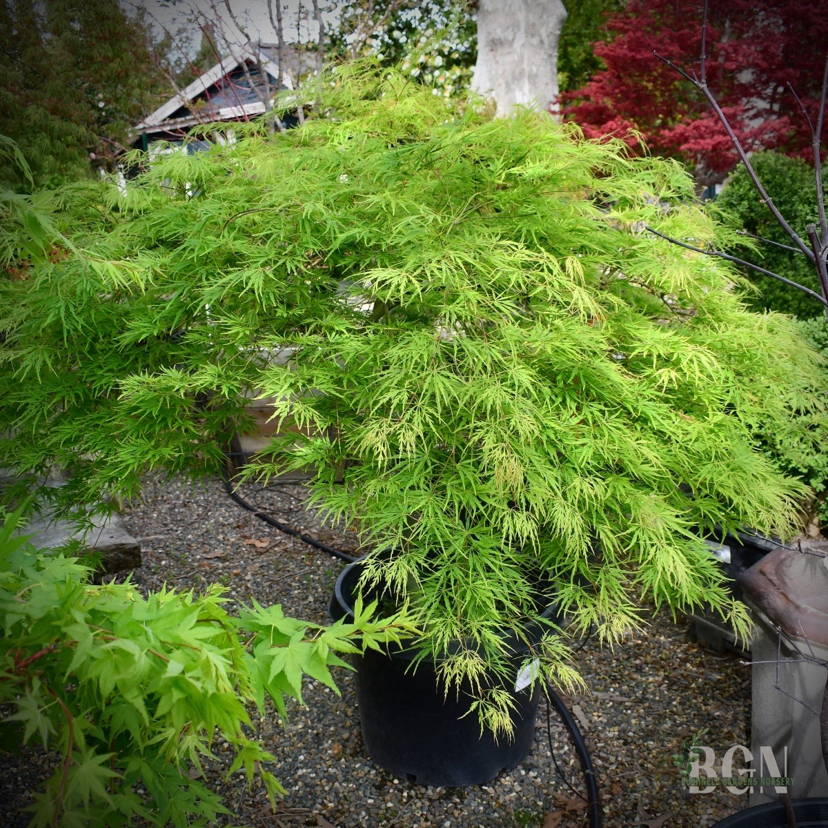 あっぷるグリーン Acer palmatum 'Green Mist' – Fine-Textured Weeping Green Japanese
