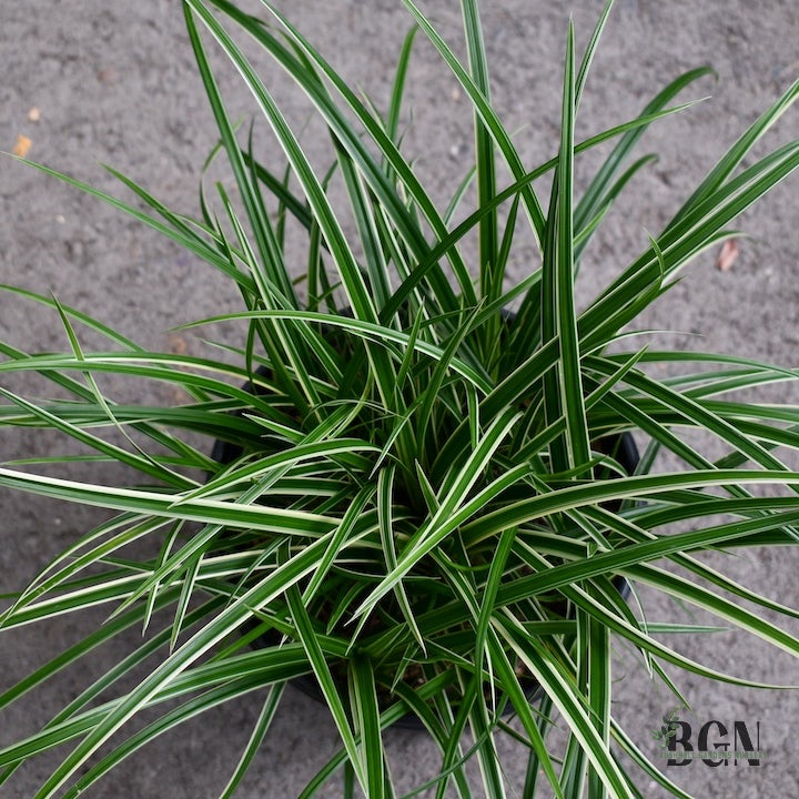 Carex morrowii 'Ice Dance'  Evergreen Variegated Sedge for Shade Gardens