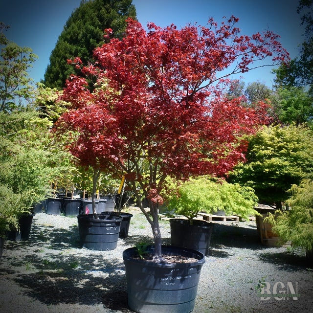 Japanese Maples in Granite Bay | Bushnell Gardens Nursery
