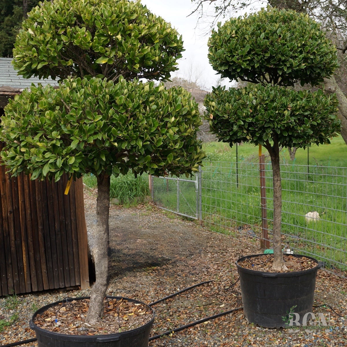 TOP Ligustrum j. Texanum (2 Tier) #45 | Bushnell Gardens Nursery