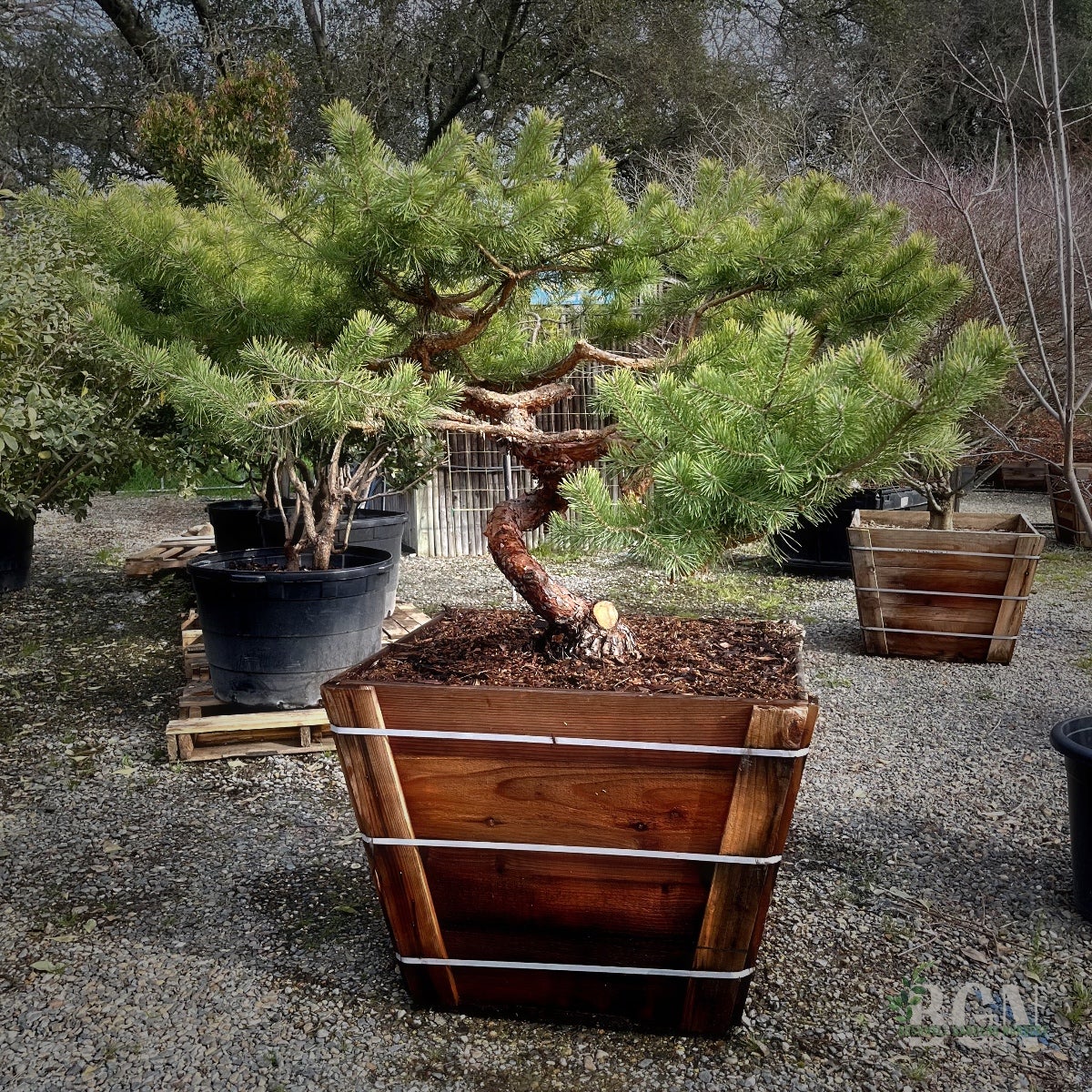 Pinus sylvestris 'Hillside Creeper' 36inBX – Spreading Scots Pine