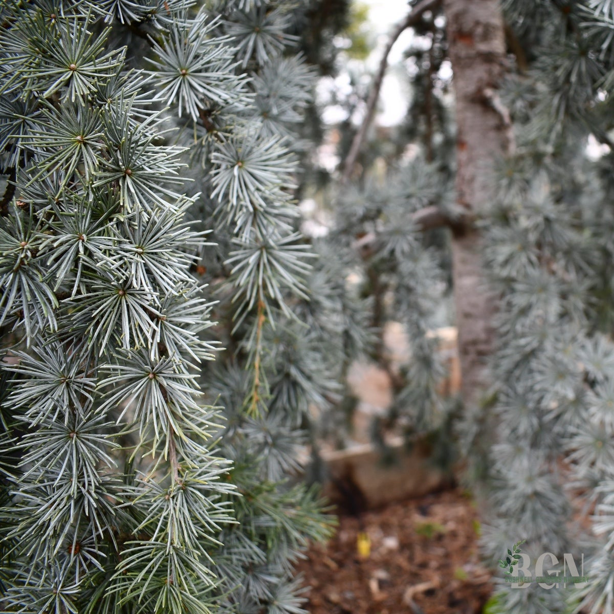 Cedrus atlantica 'Cheltenham' 36inBX – Compact Blue Atlas Cedar