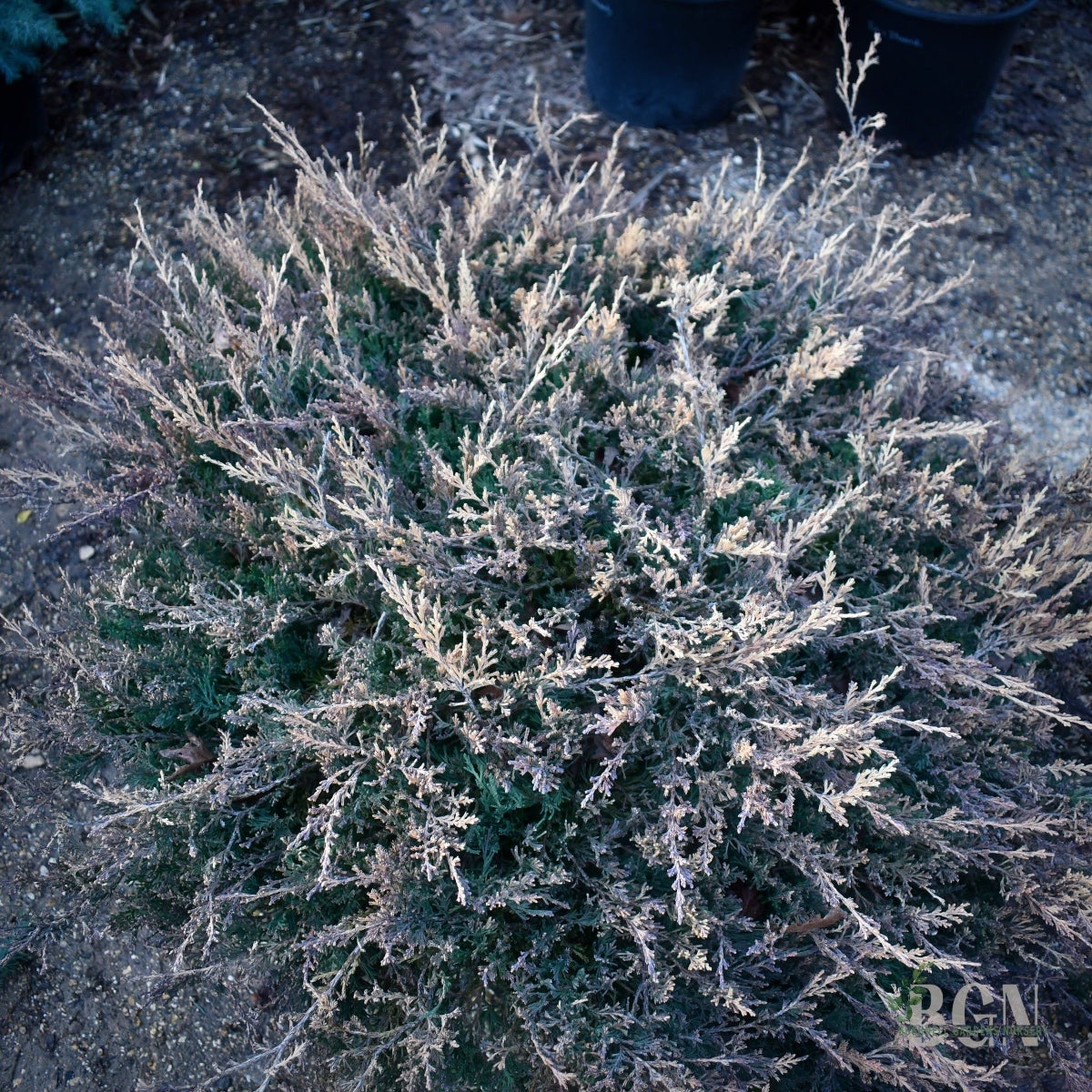 Juniperus horizontalis 'Mother Lode' #20sq – Brilliant Gold