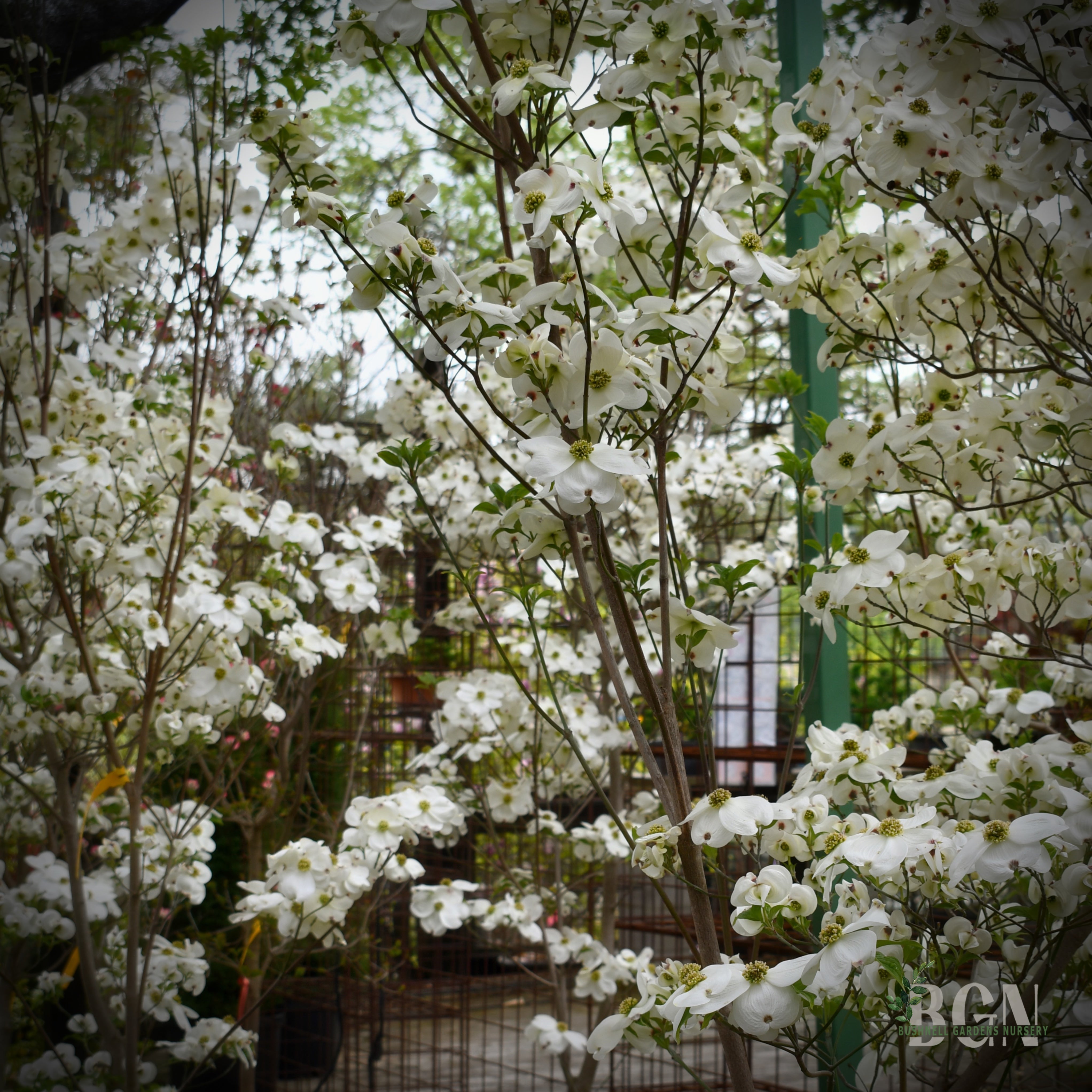 Cornus florida 'Cloud Nine' – Heavy Blooming White Flowering