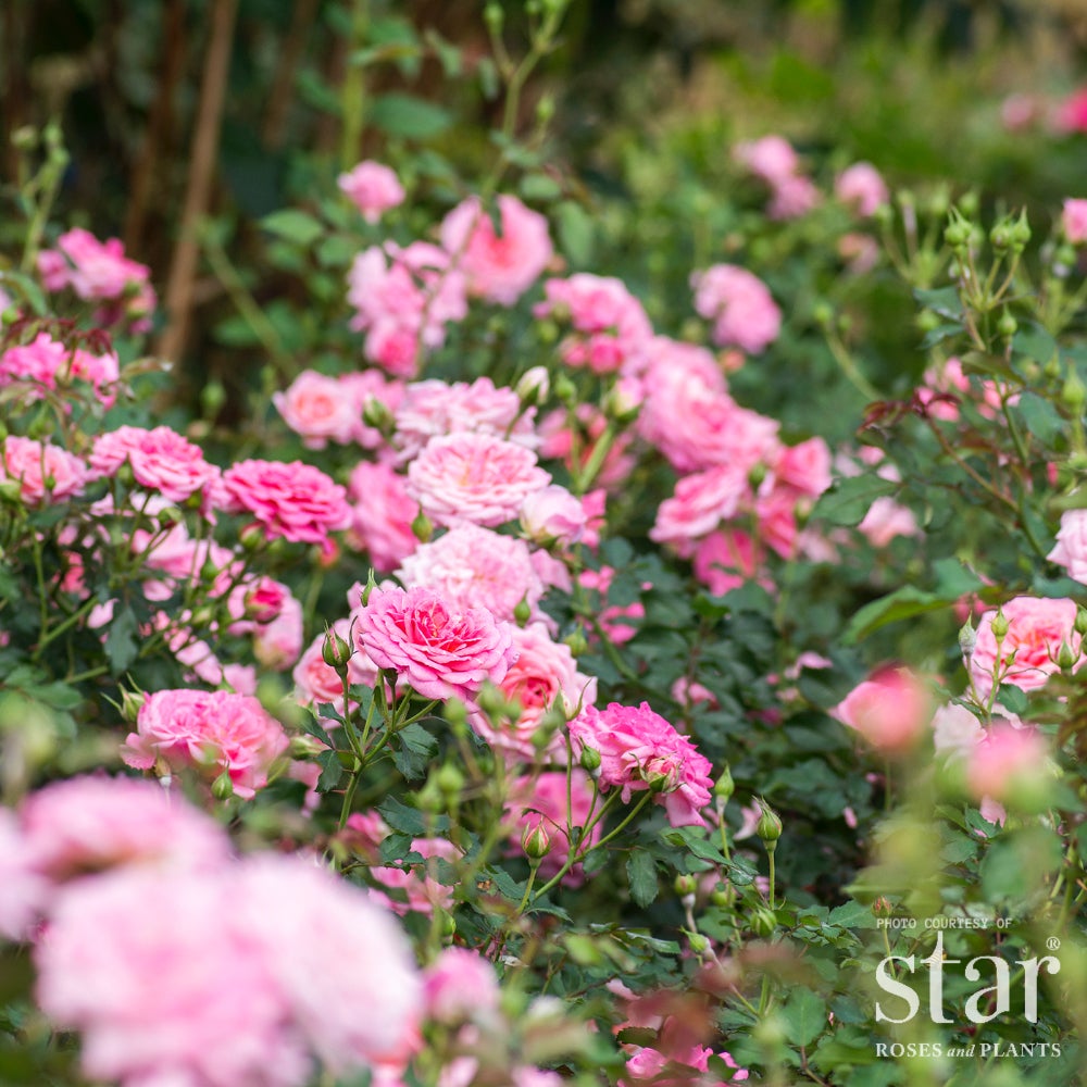 Sweet Drift® Rose – Pink Groundcover Rose | Bushnell Gardens
