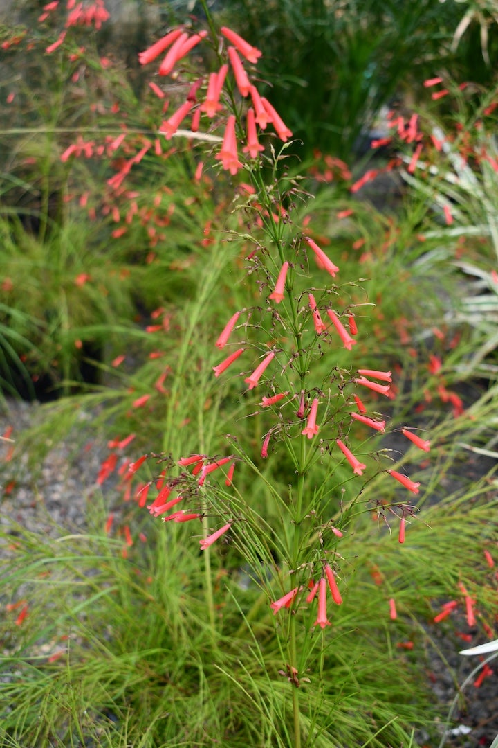 Russelia × 'St. Elmo's Fire' – Red Blooming Firecracker Plant