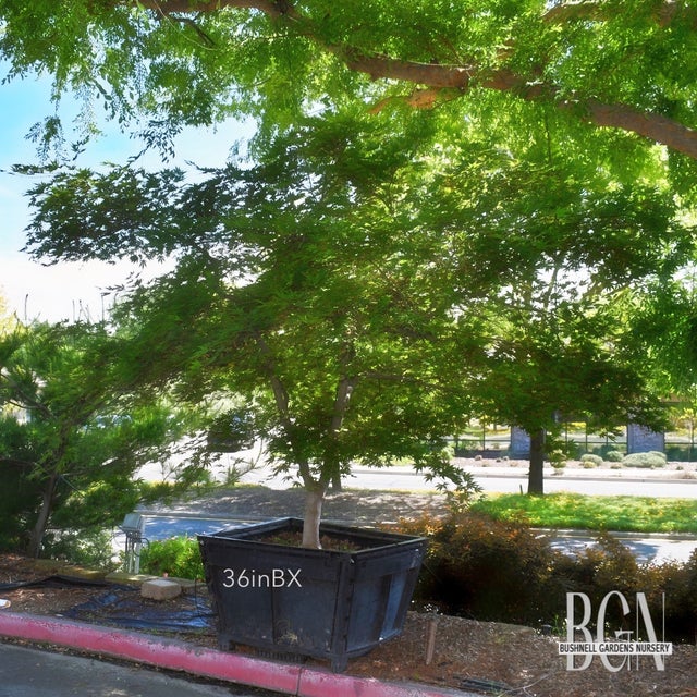 Japanese Maples in Granite Bay | Bushnell Gardens Nursery