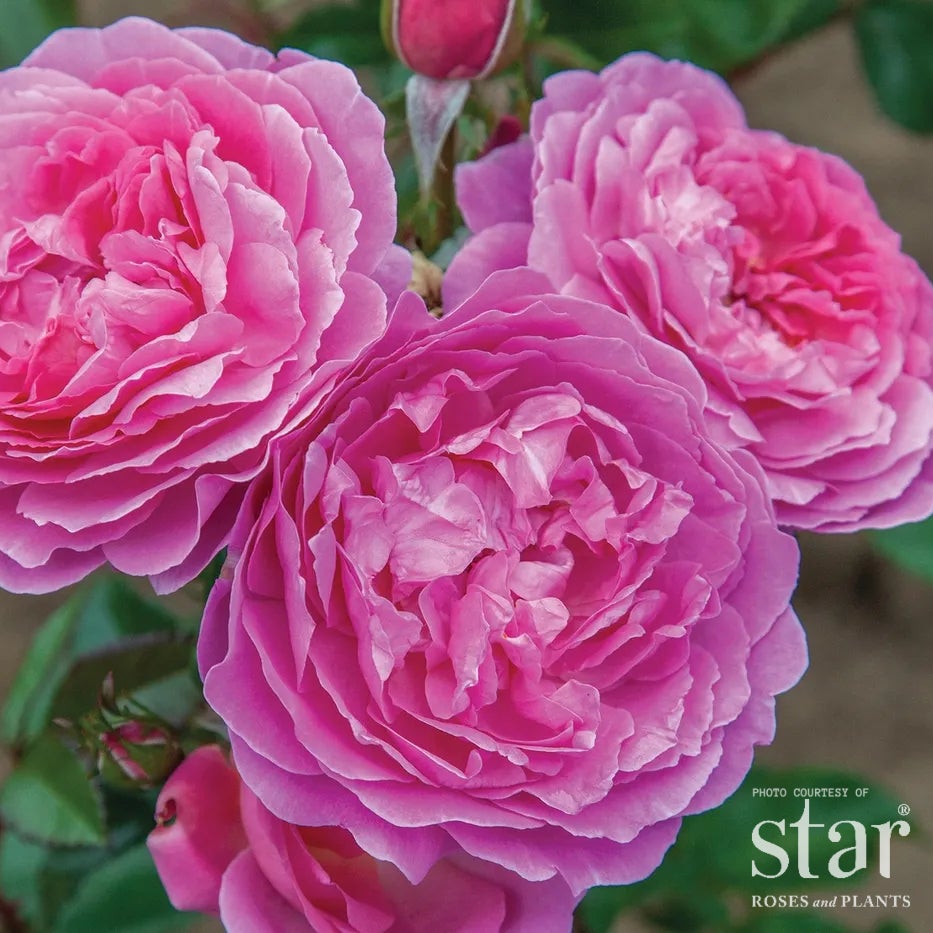 Orchid Romance™ Rose | Fragrant Romantica® Floribunda Rose with