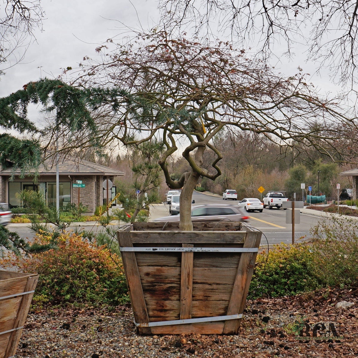 Acer palmatum var. dissectum 'Emerald Lace' – Graceful Weeping