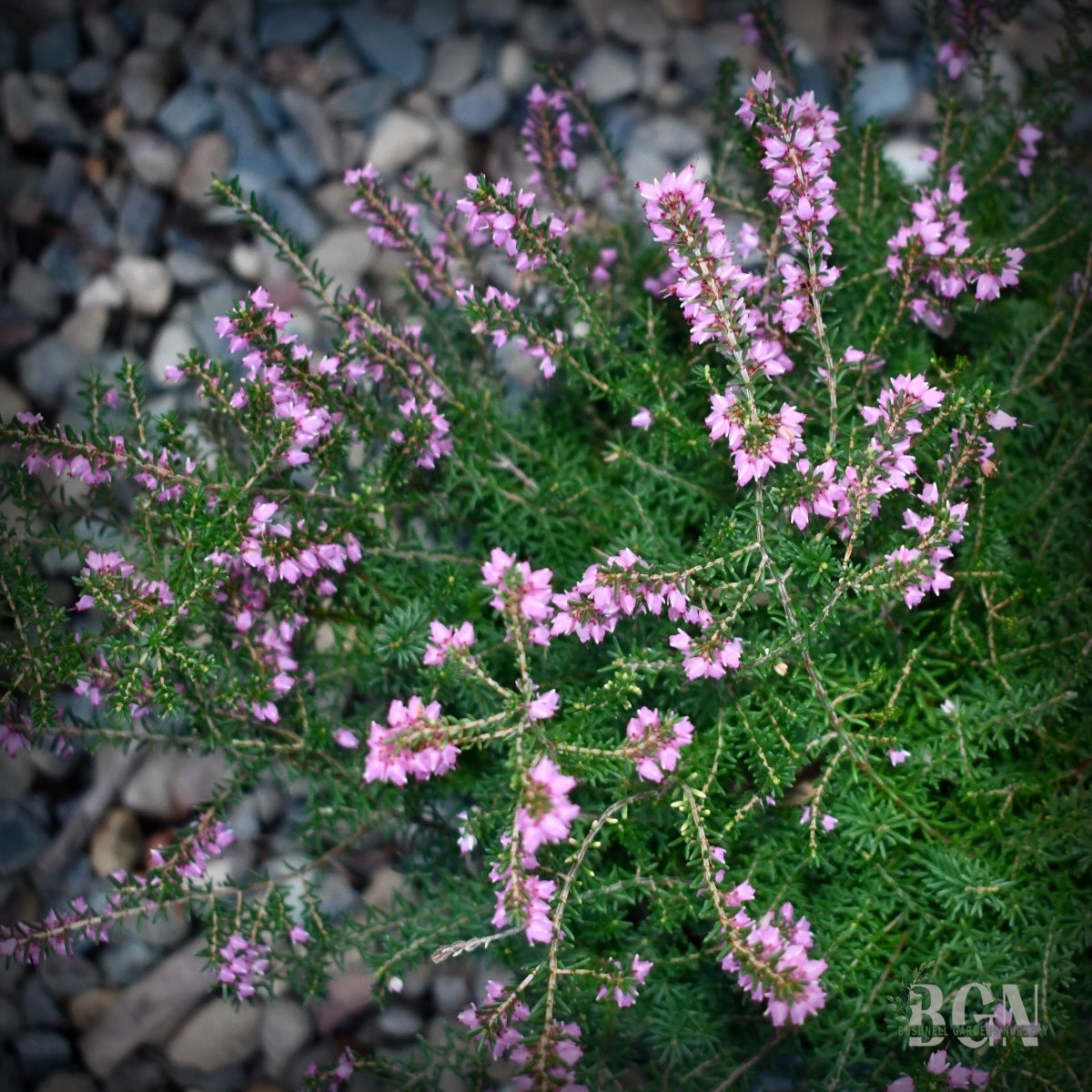 hummingbird plant Hummingbird Haven main image 0
