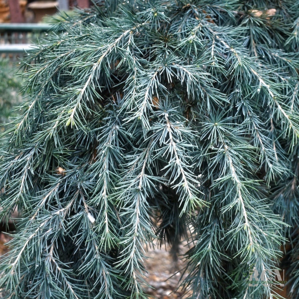 Cedrus deodara 'Feelin' Blue' #65 – Low Spreading Blue Cedar