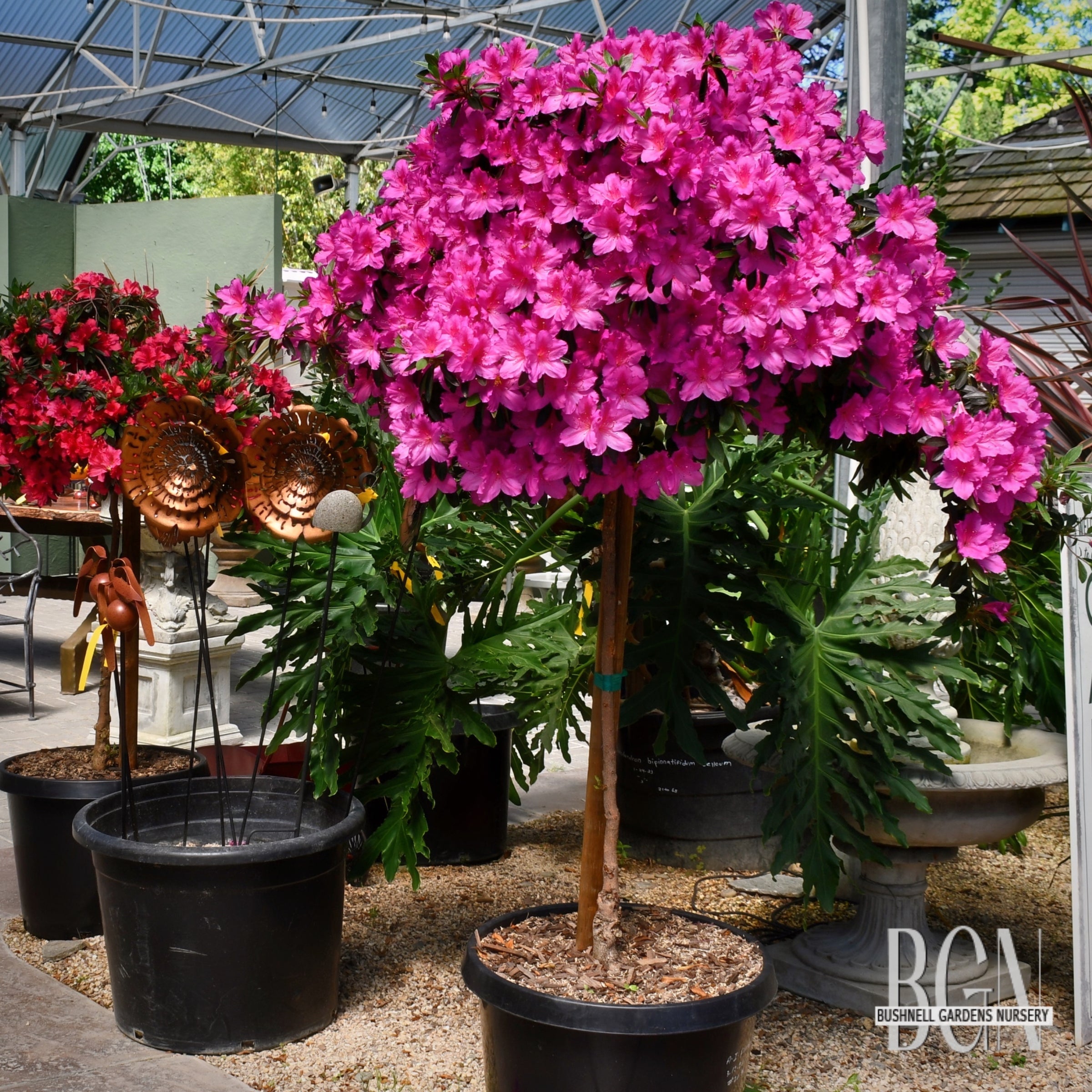 AZALEAS | Bushnell Gardens Nursery