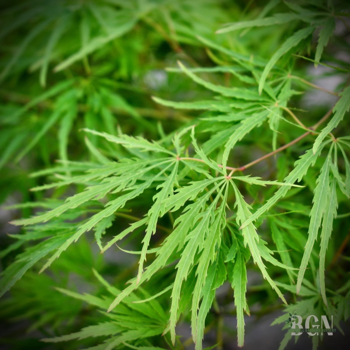 あっぷるグリーン Acer palmatum 'Green Mist' – Fine-Textured Weeping Green Japanese