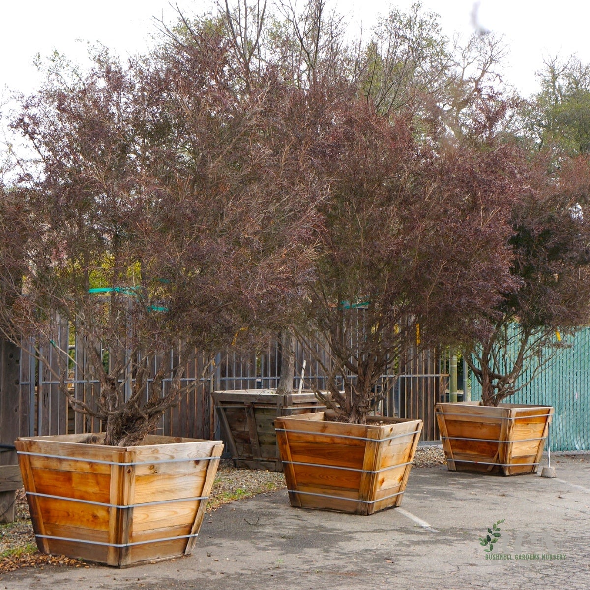 SHR Leptospermum scop Dark Shadows | Bushnell Gardens Nursery