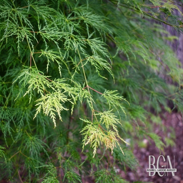Japanese Maples in Granite Bay | Bushnell Gardens Nursery