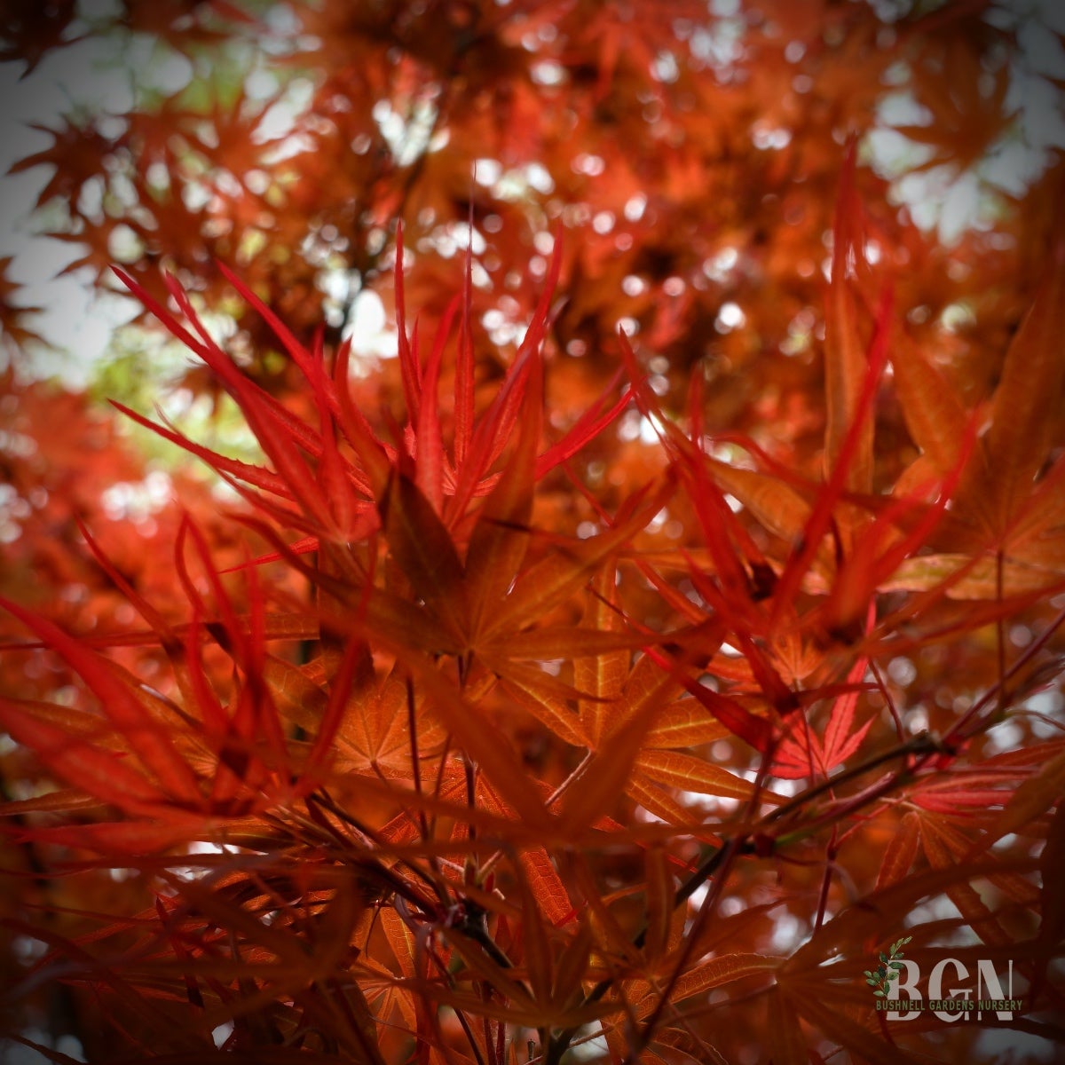 Acer palmatum 'Hubbs Red Willow' – Elegant Fine-Textured Red