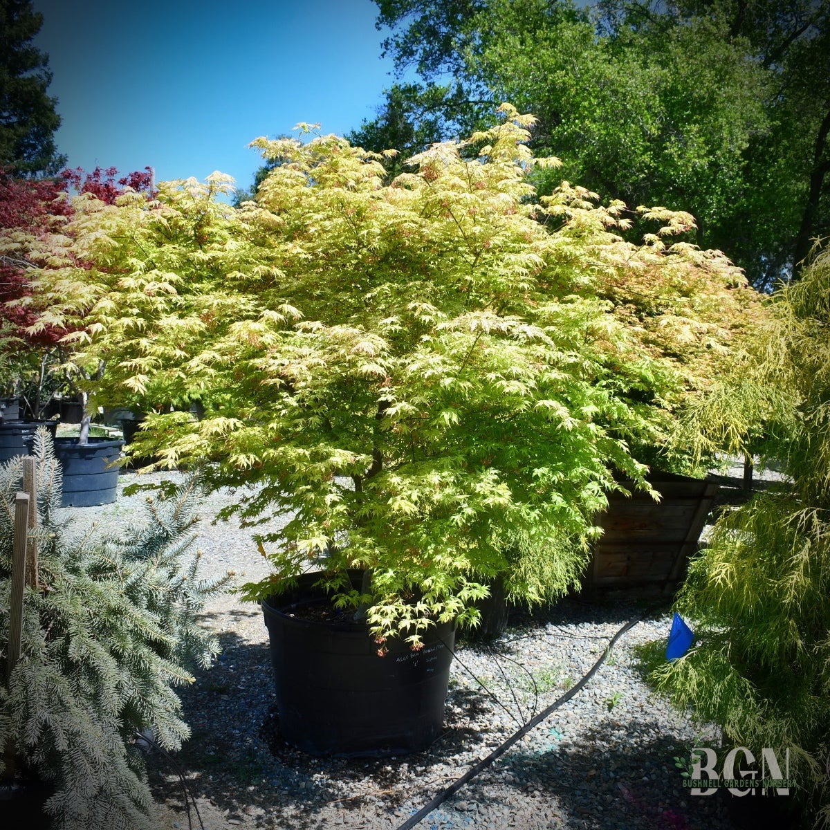 Acer palmatum 'Peaches and Cream' – Striking Variegated