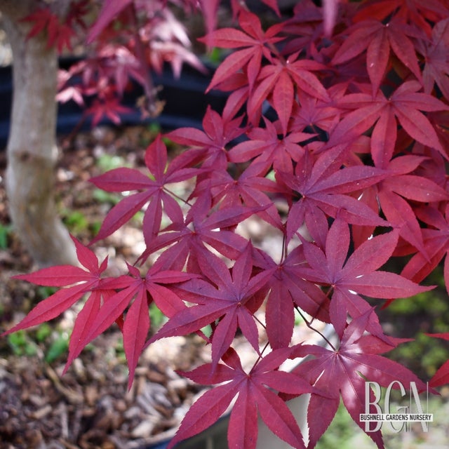窓辺のバンボラ Japanese Maples in Granite Bay | Bushnell Gardens Nursery