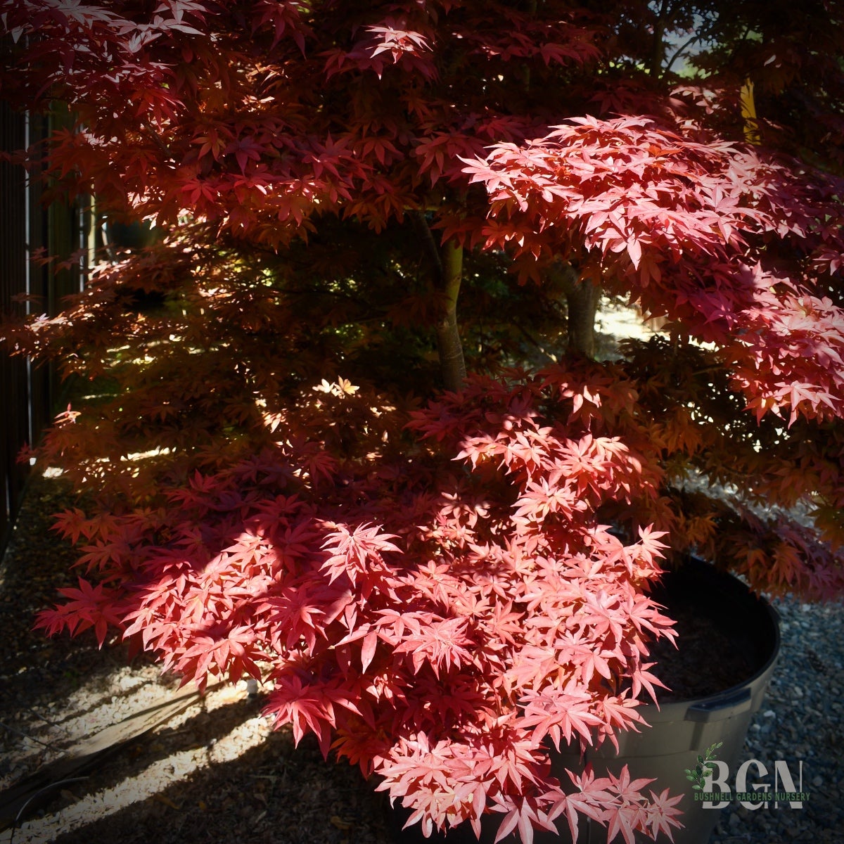 Acer palmatum　直径20～23㎝　53個 Acer palmatum 'Orange Dream' - Jap. Maple – Greenspring