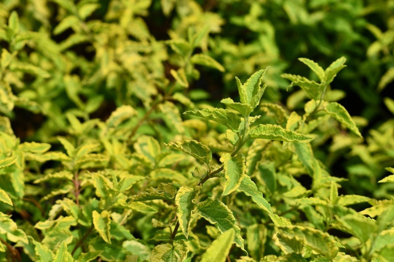 Juniperus horizontalis 'Mother Lode' #20sq – Brilliant Gold