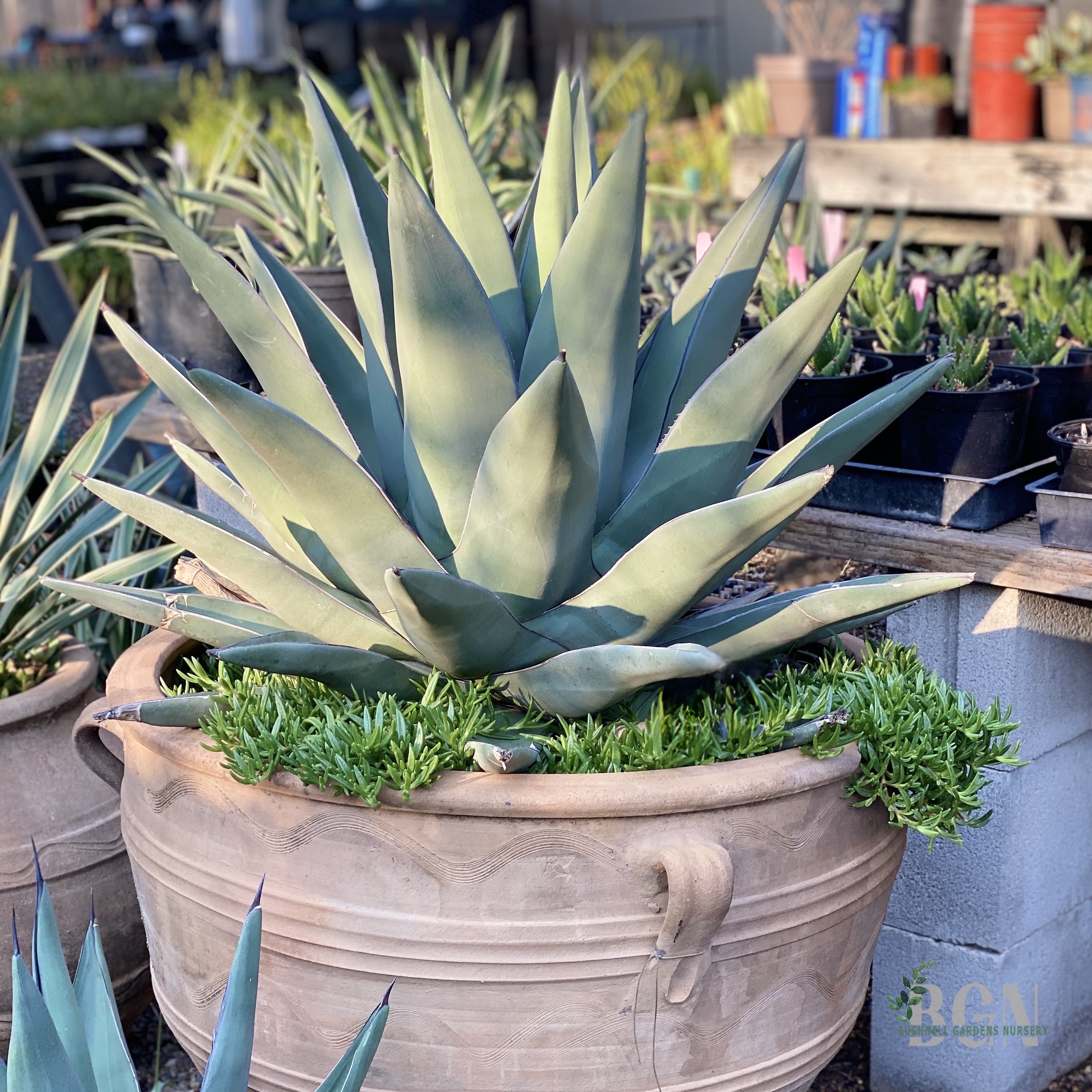 SUC Agave nickelsiae x scabra 'Sharkskin' | Bushnell Gardens Nursery