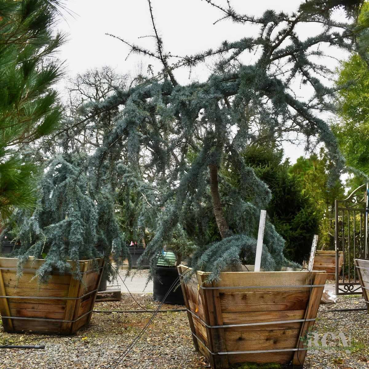 Cedrus atlantica 'Cheltenham' 36inBX – Compact Blue Atlas Cedar